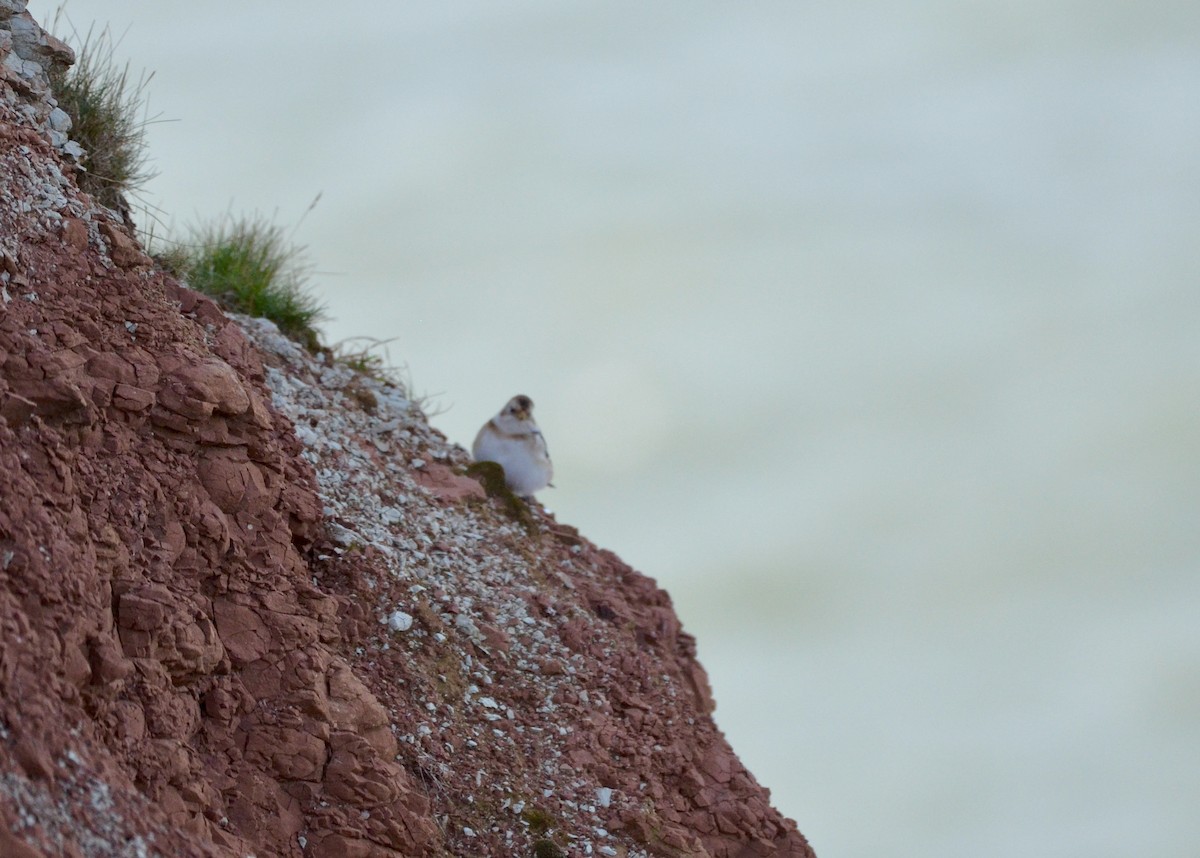 Snow Bunting - ML643232869