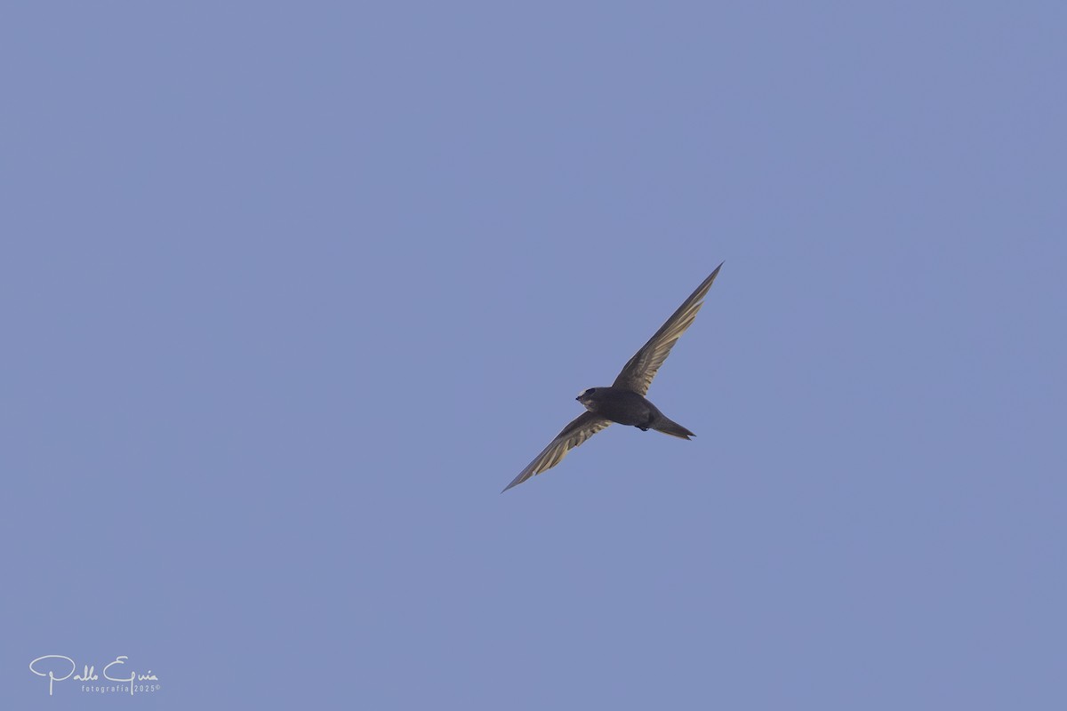 Pallid Swift - ML643232871