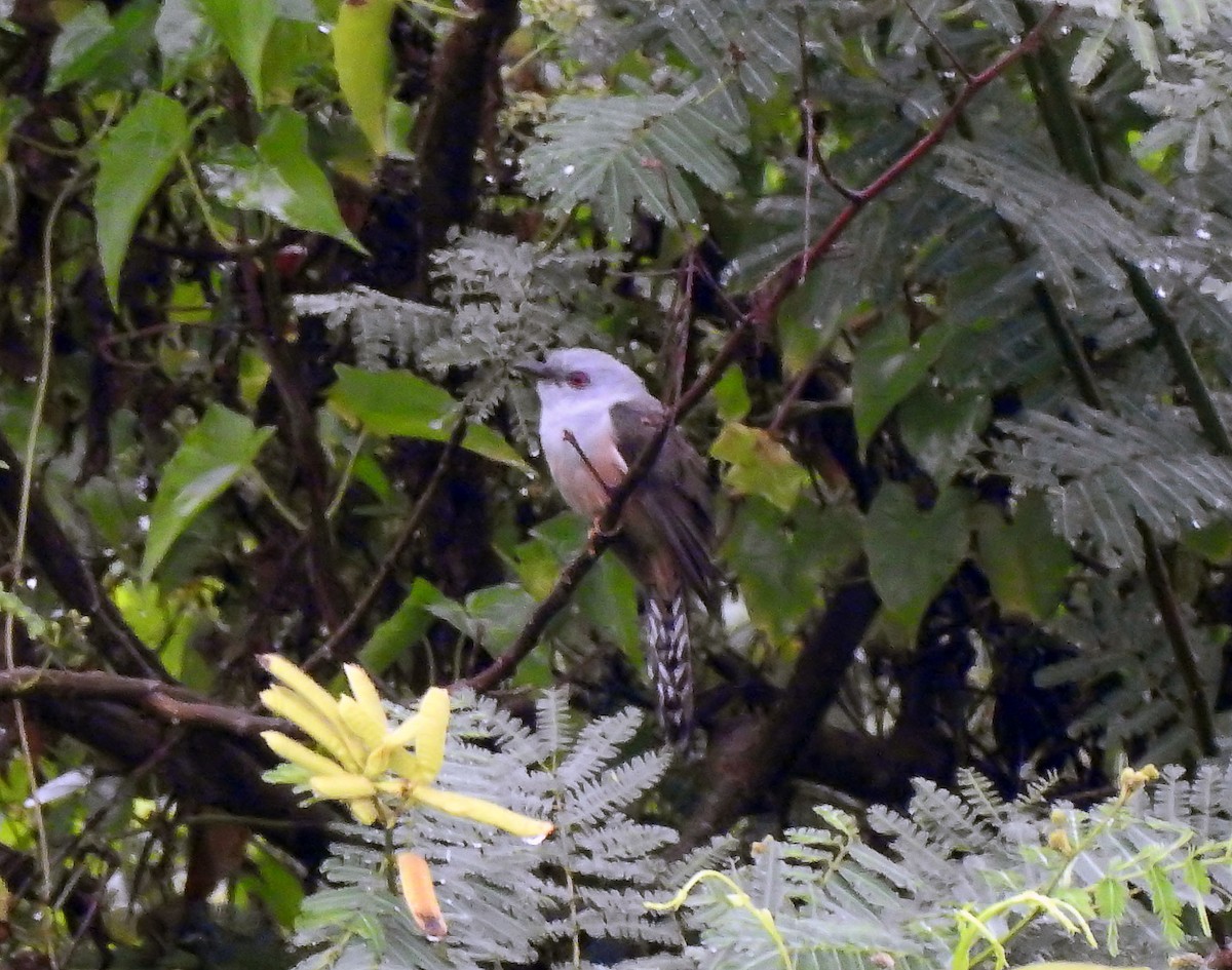 Plaintive Cuckoo - ML643232888