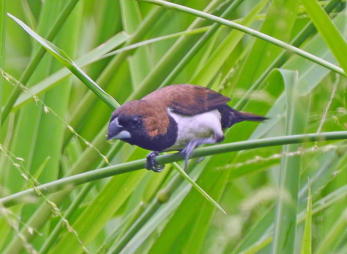 Javan Munia - ML643232898