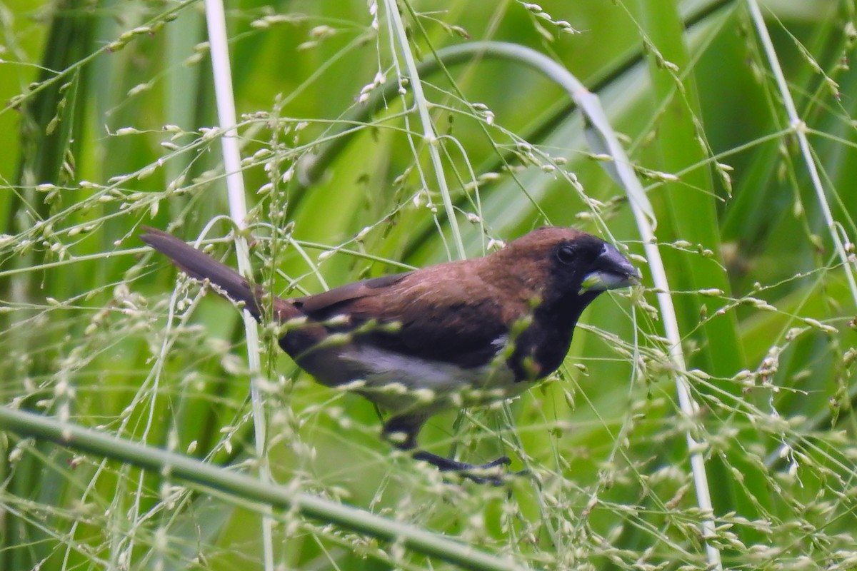 Javan Munia - ML643232900