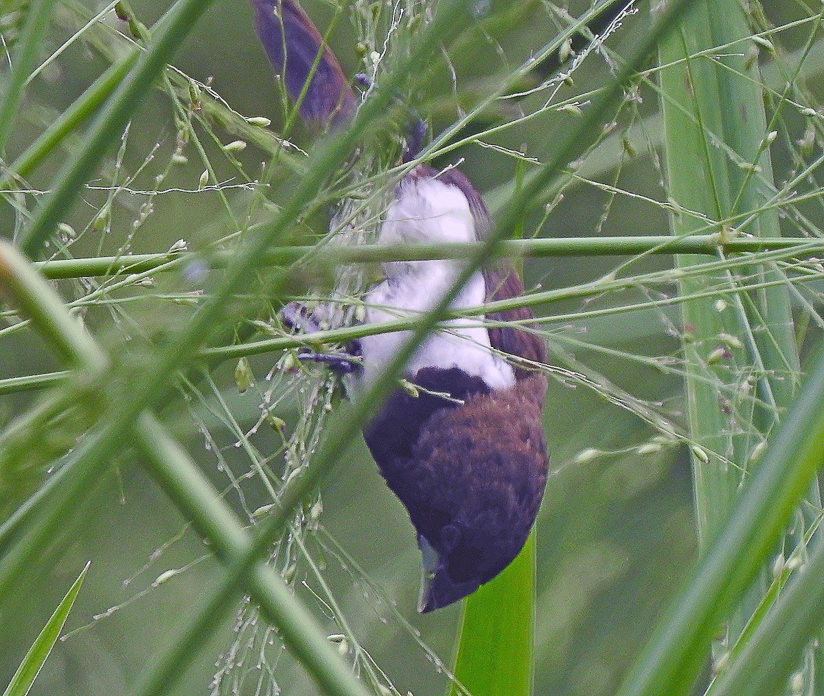 Javan Munia - ML643232905