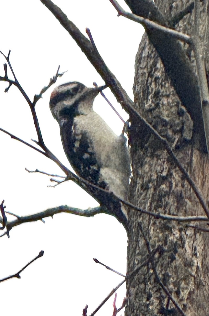 Hairy Woodpecker - ML643232915