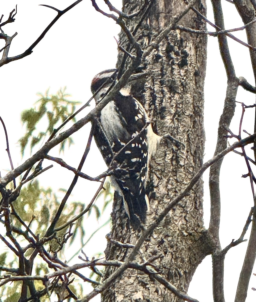Hairy Woodpecker - ML643232916