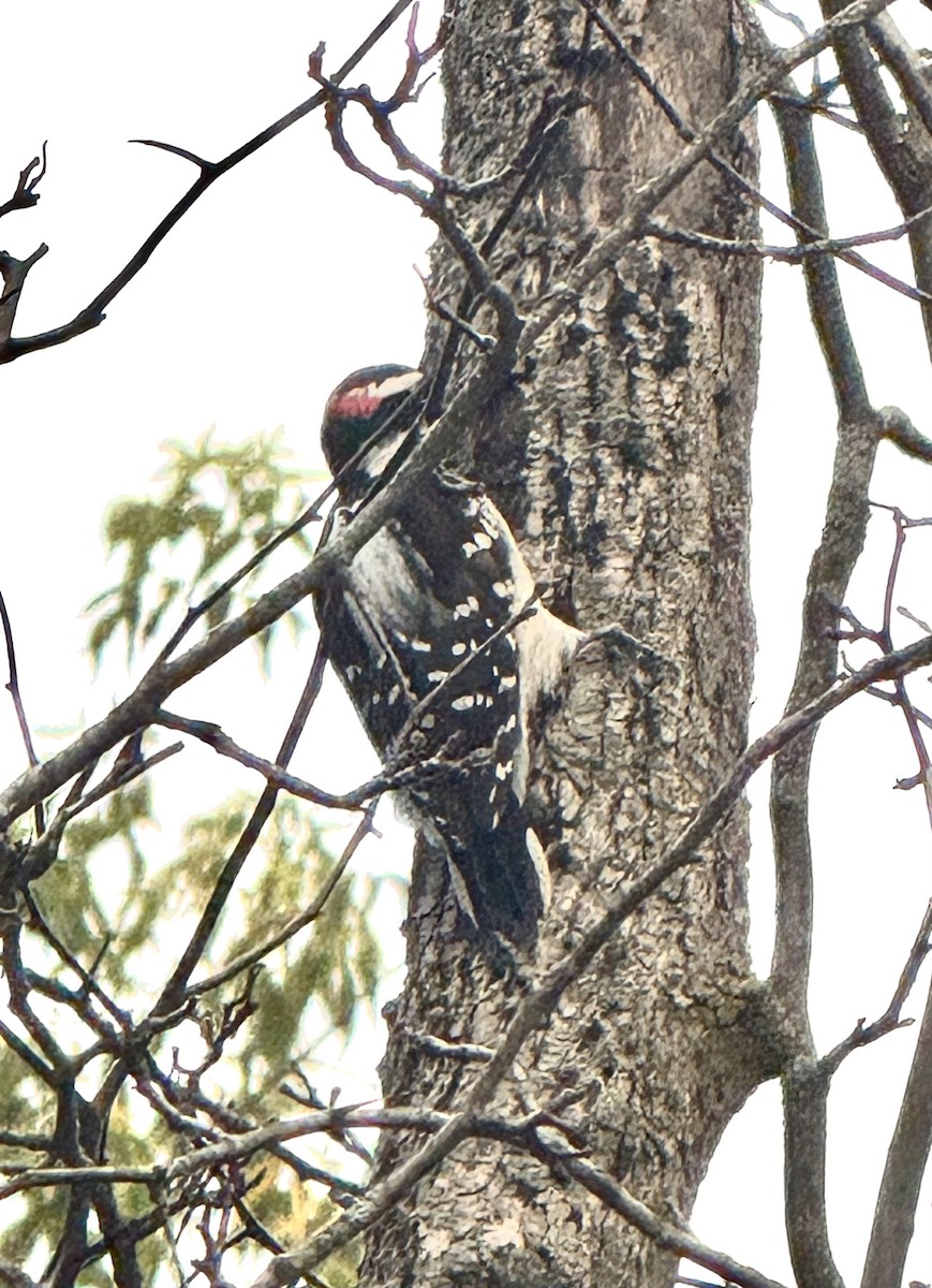 Hairy Woodpecker - ML643232917