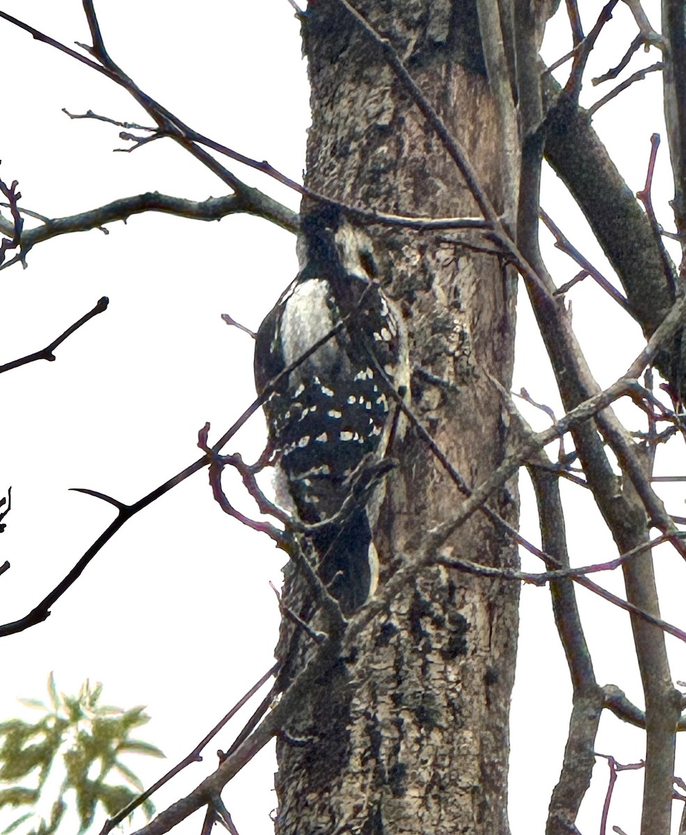 Hairy Woodpecker - ML643232918