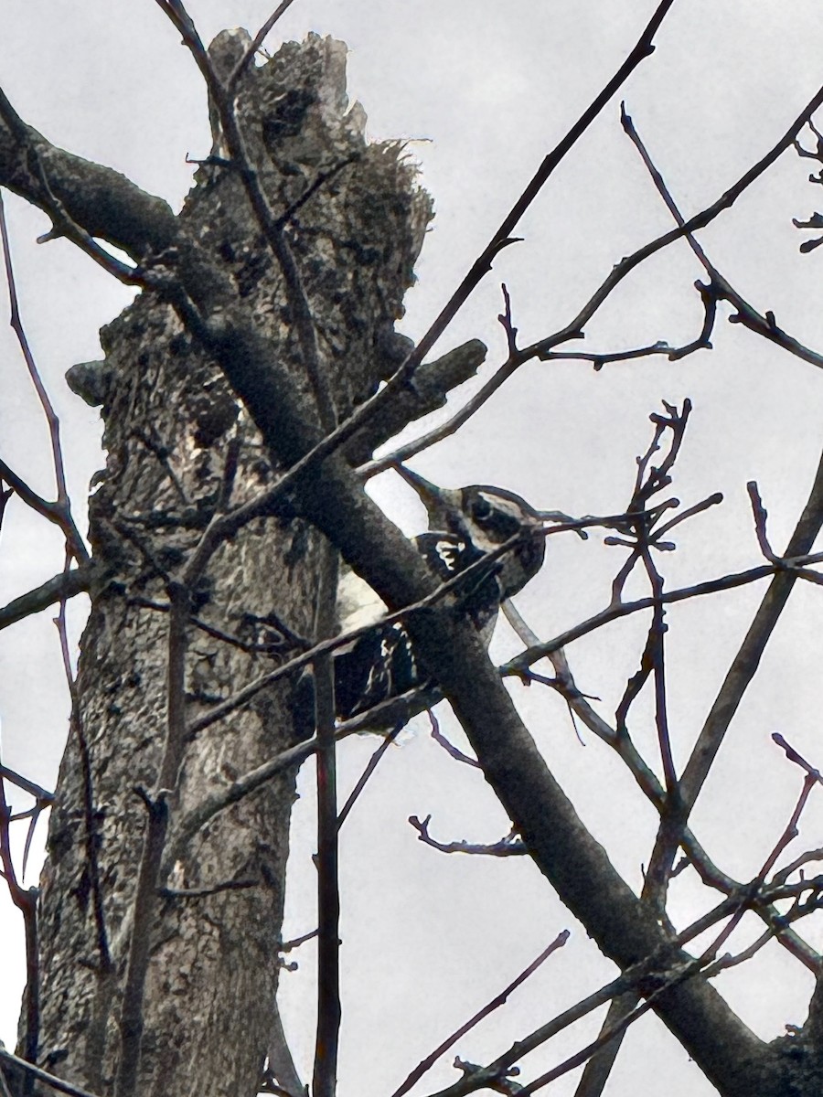 Hairy Woodpecker - ML643232920