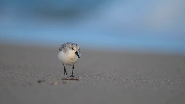 Sanderling - ML643232953