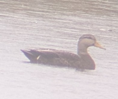 anatidé sp. (canard sp.) - ML643232967