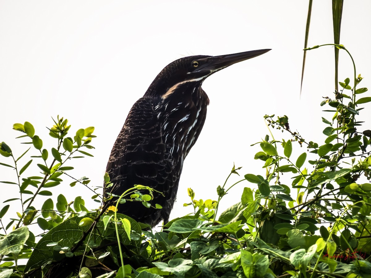 Black Bittern - ML643232977