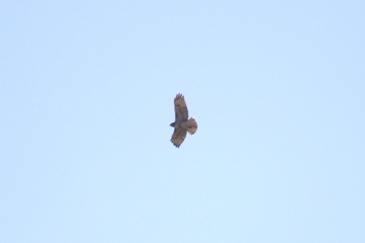 Red-tailed Hawk (calurus/alascensis) - ML643232978