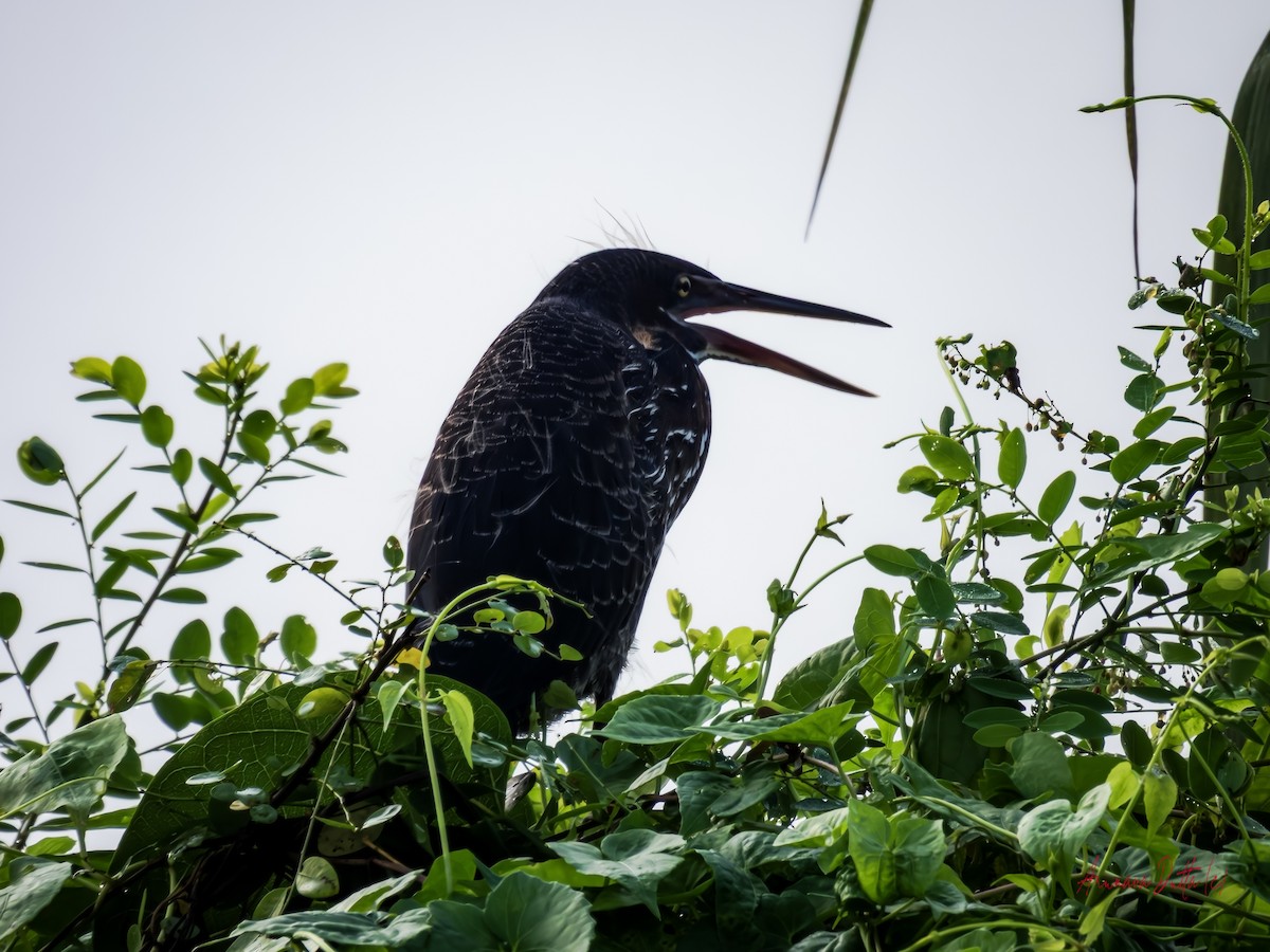 Black Bittern - ML643232979
