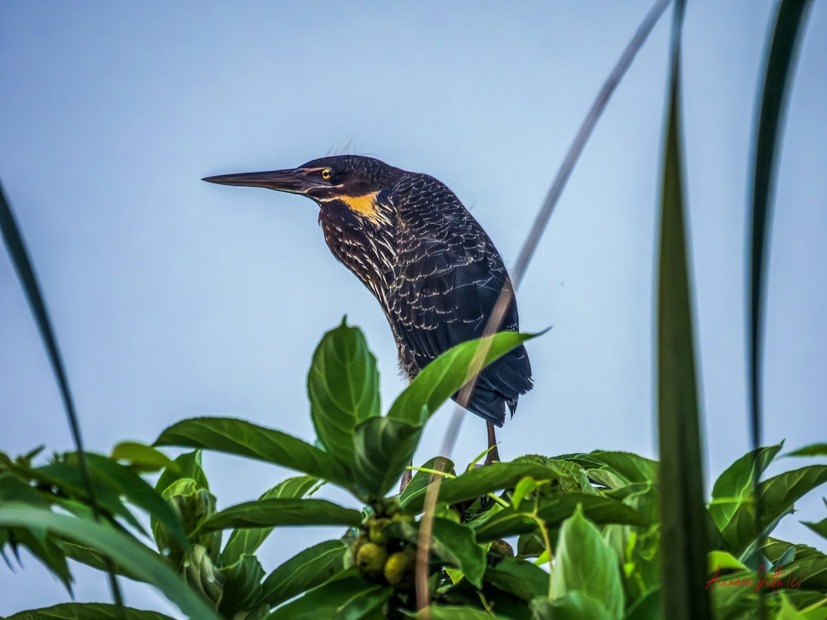 Black Bittern - ML643232980