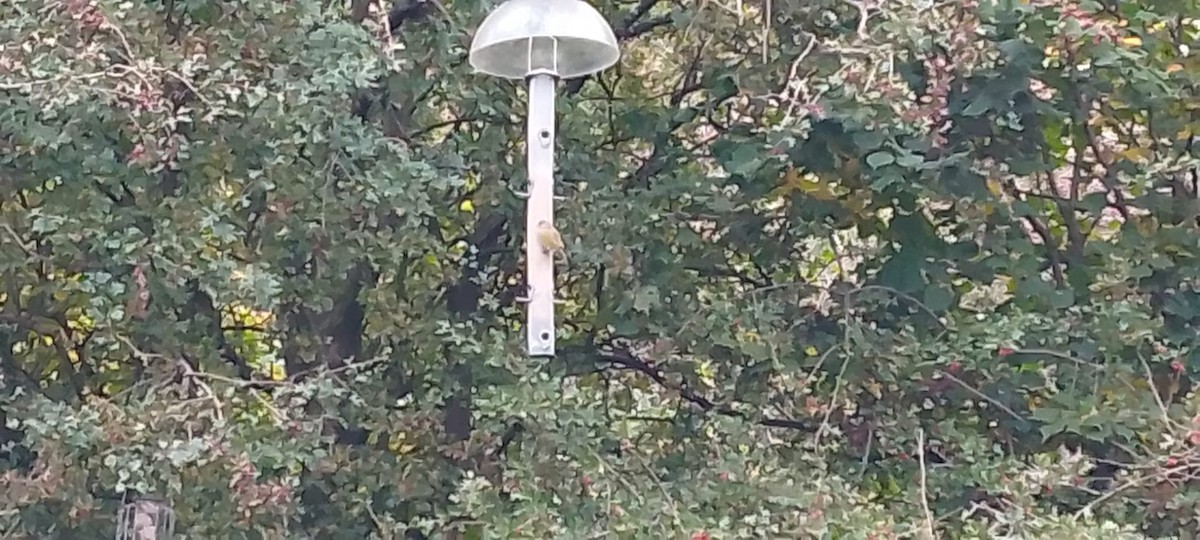 European Greenfinch - ML643233020