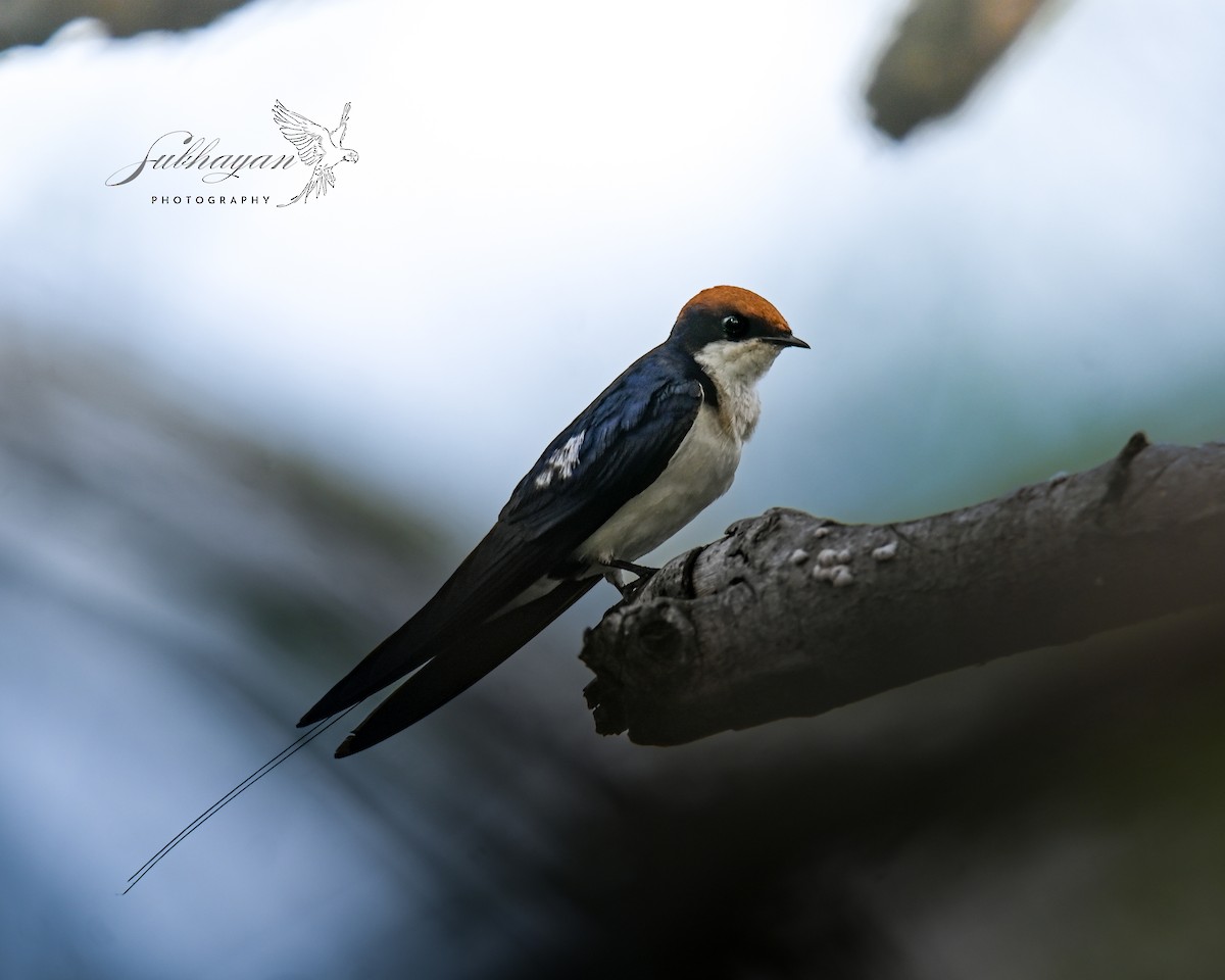 Wire-tailed Swallow - ML643233057
