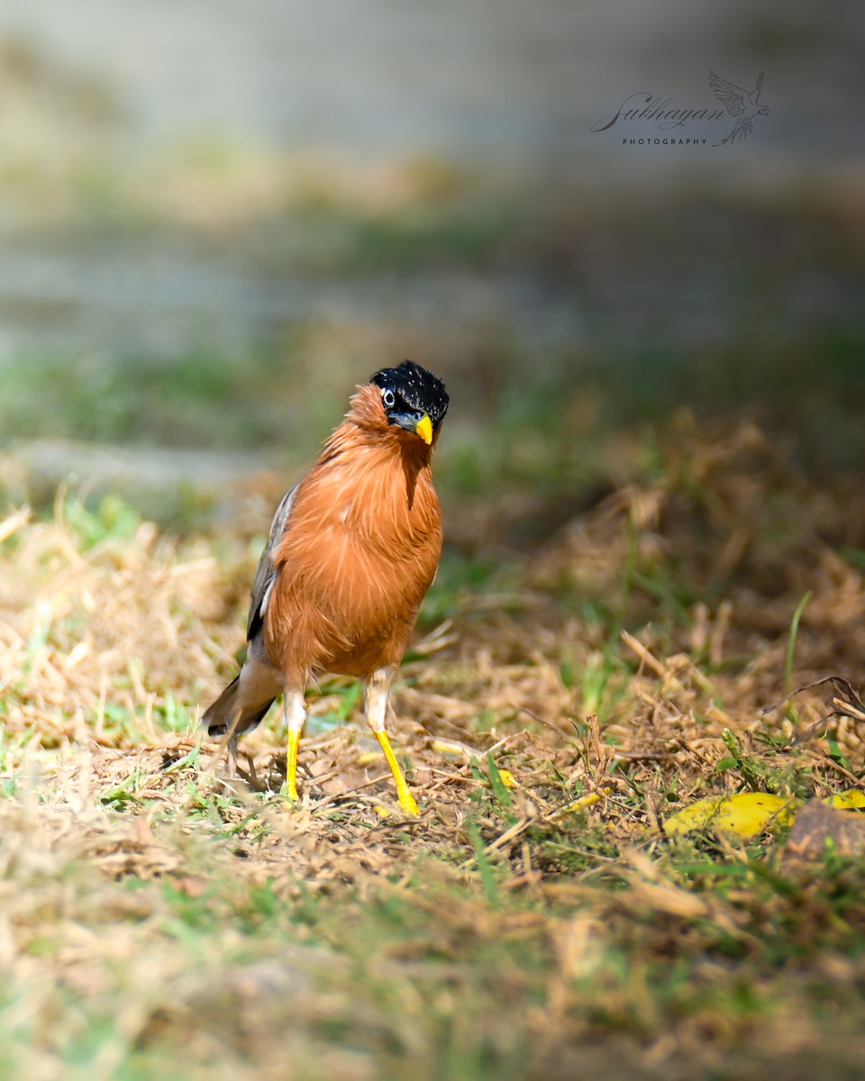 Brahminy Starling - ML643233064