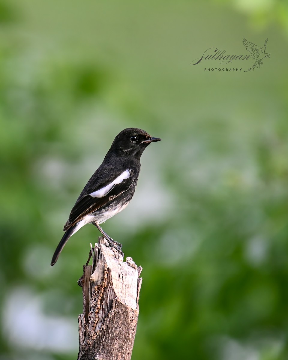 Pied Bushchat - ML643233074