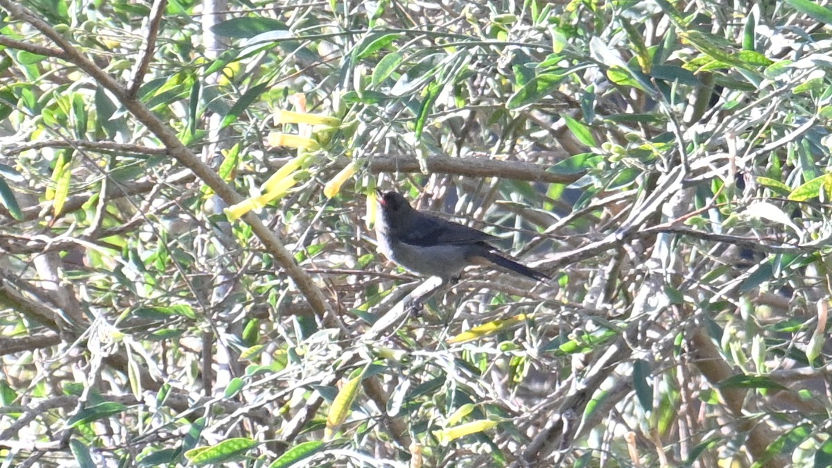 Gray-bellied Flowerpiercer - ML643233120