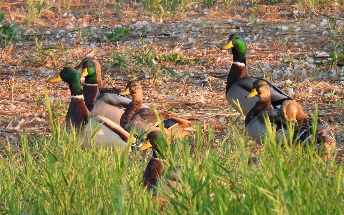 Mallard - ML643233156