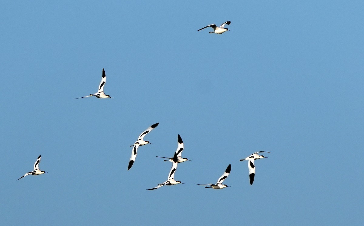 Avocetta - ML643233169