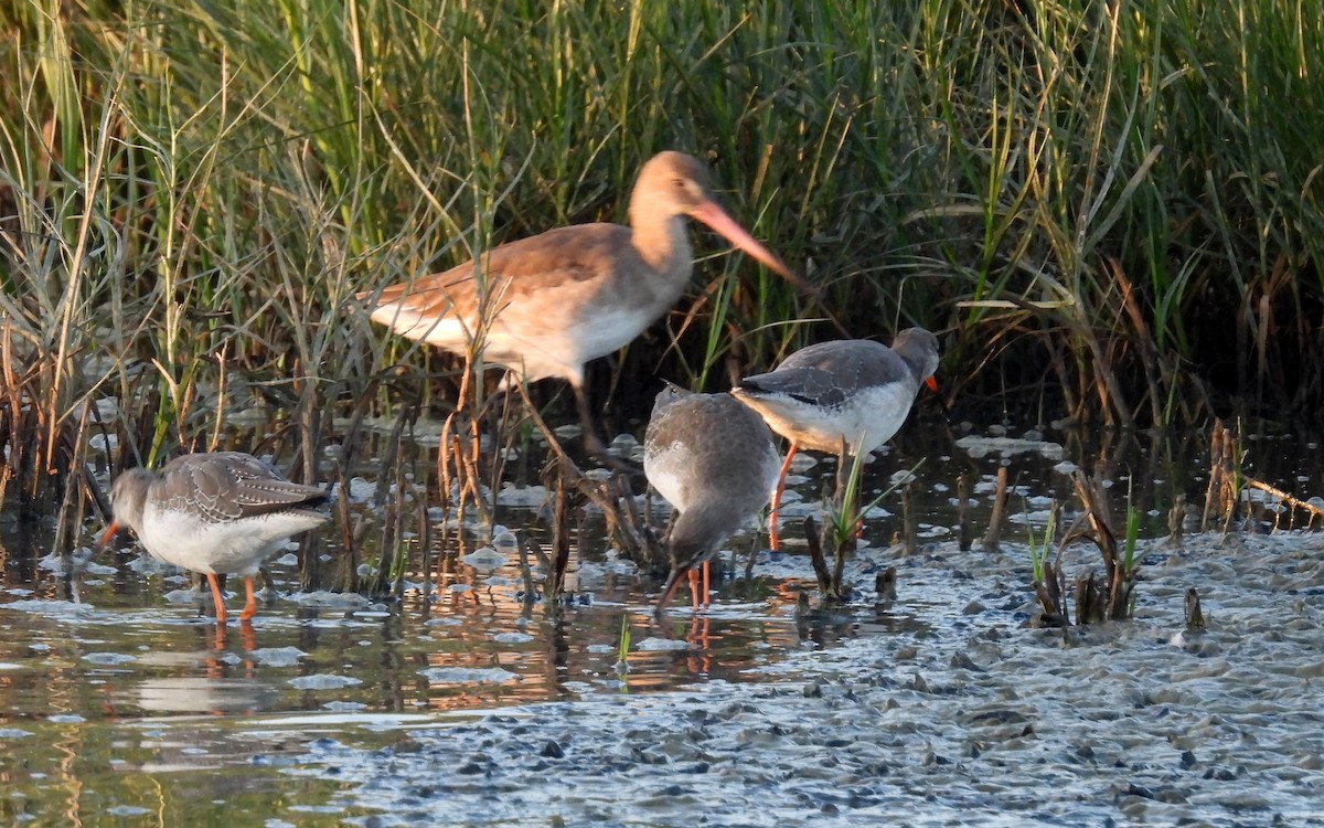 Spotted Redshank - ML643233182