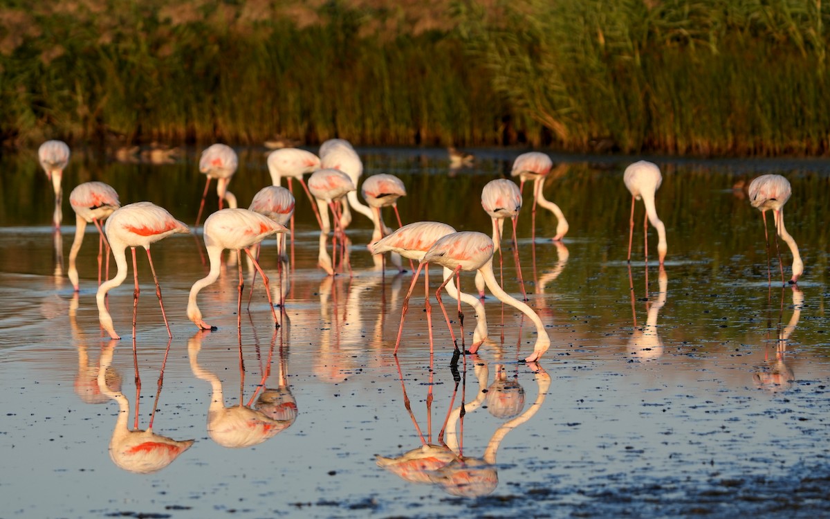 Greater Flamingo - ML643233196