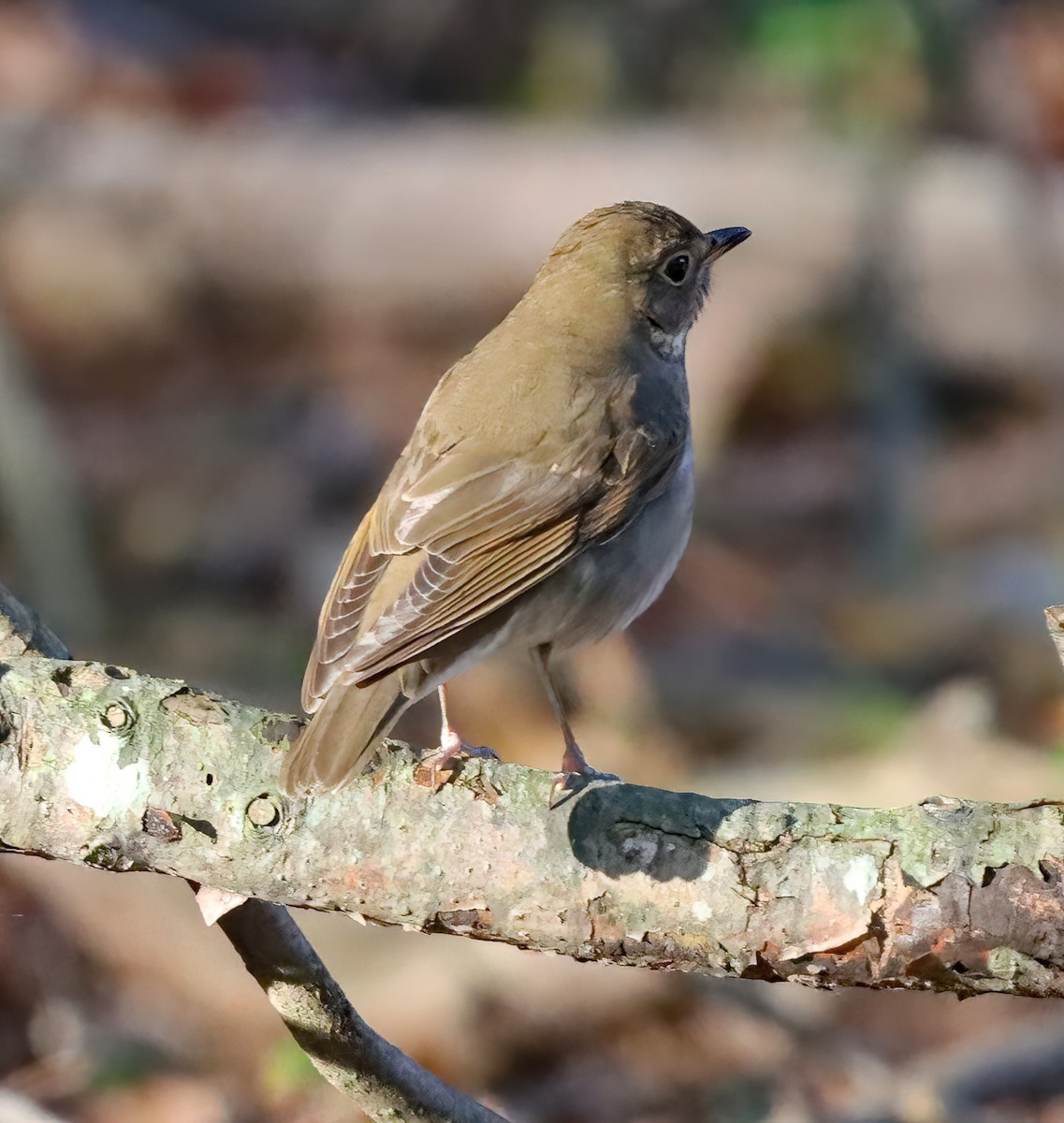 Grive à dos olive - ML643233198