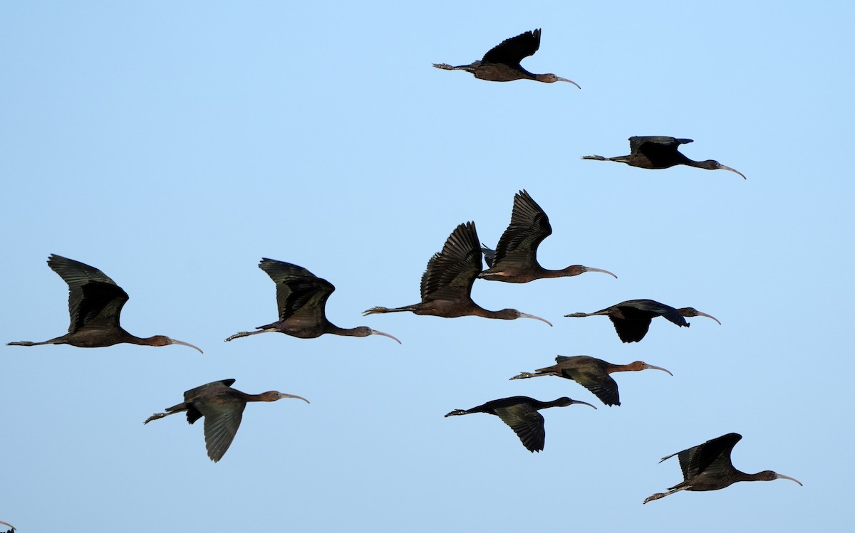 Glossy Ibis - ML643233200