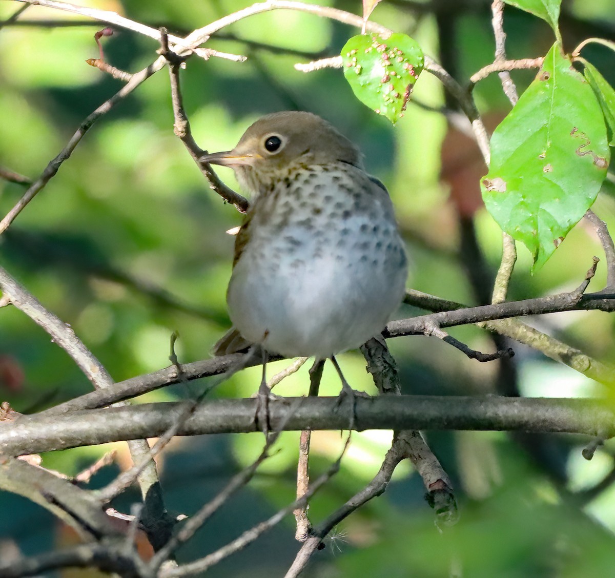 Grive à dos olive - ML643233215