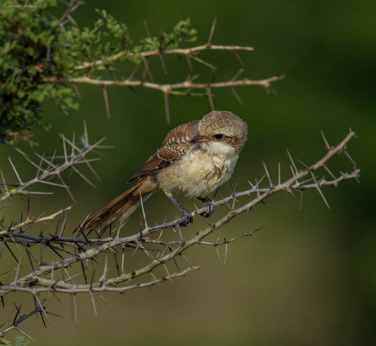 Bay-backed Shrike - ML643233222