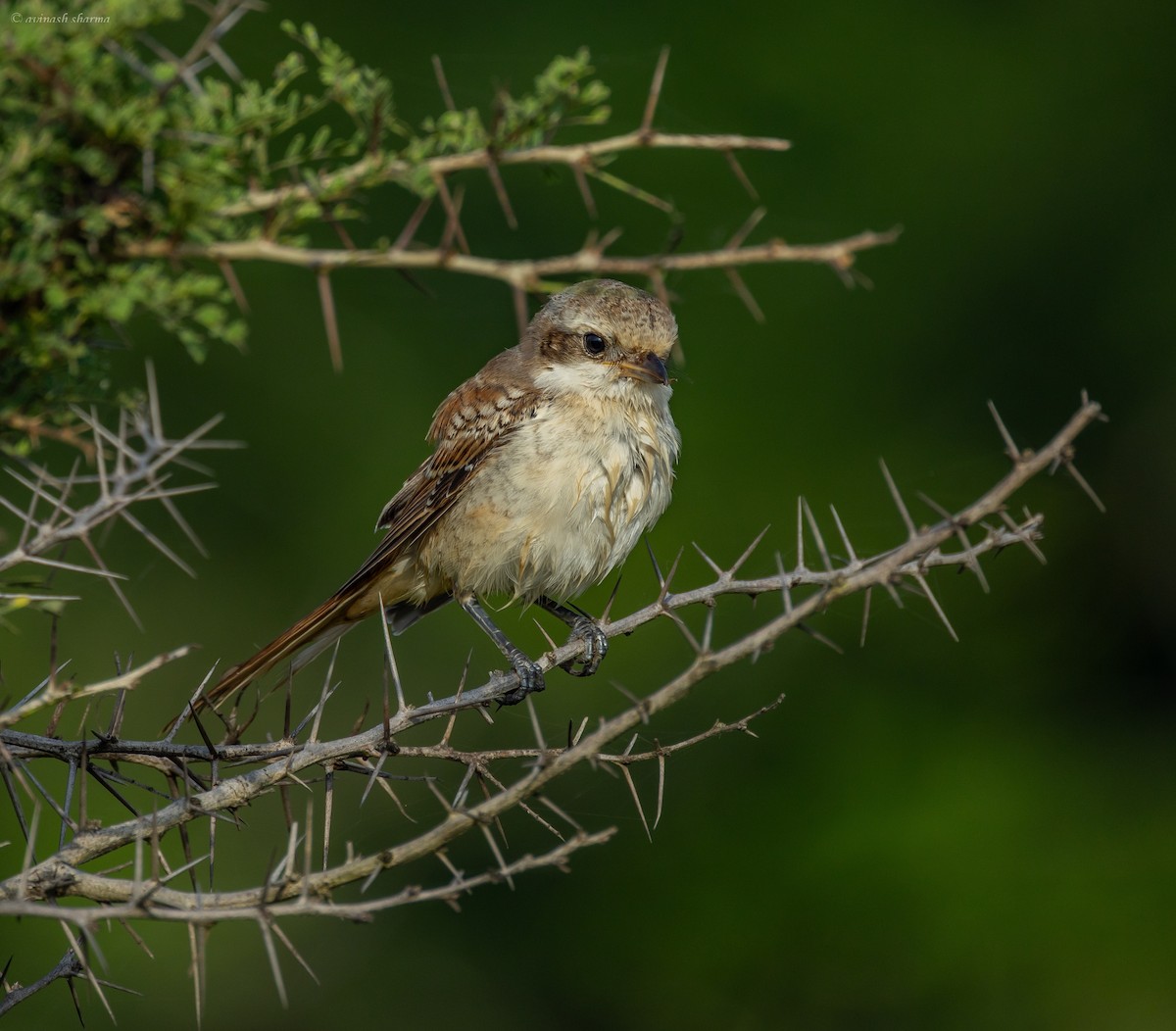 Bay-backed Shrike - ML643233223
