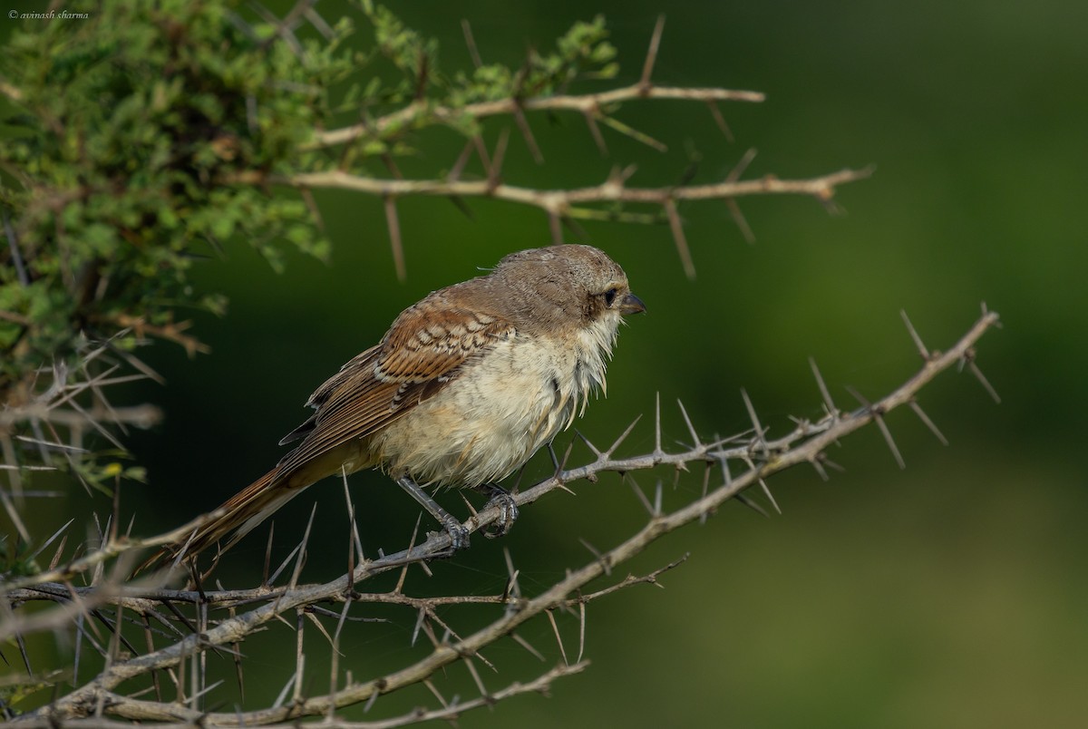 Bay-backed Shrike - ML643233224