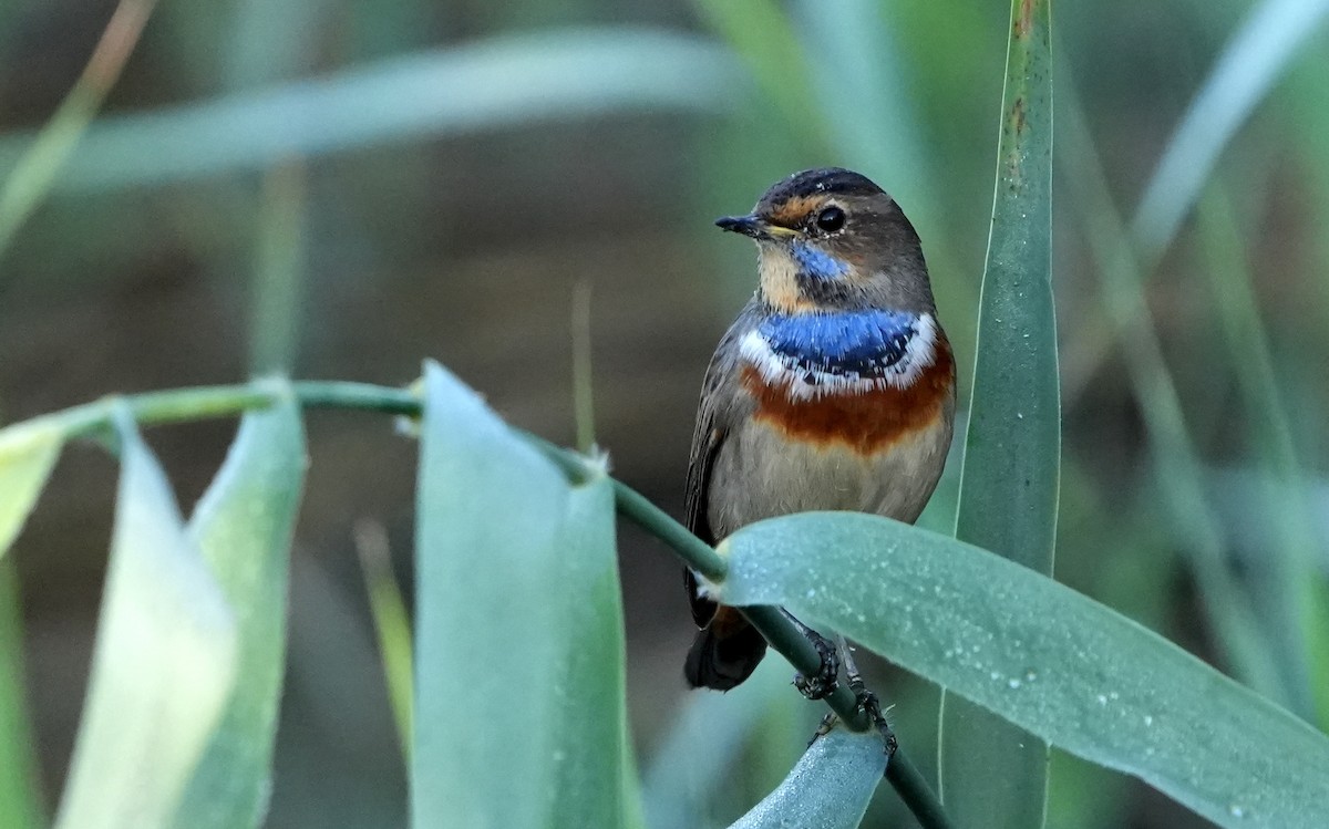 Bluethroat - ML643233225