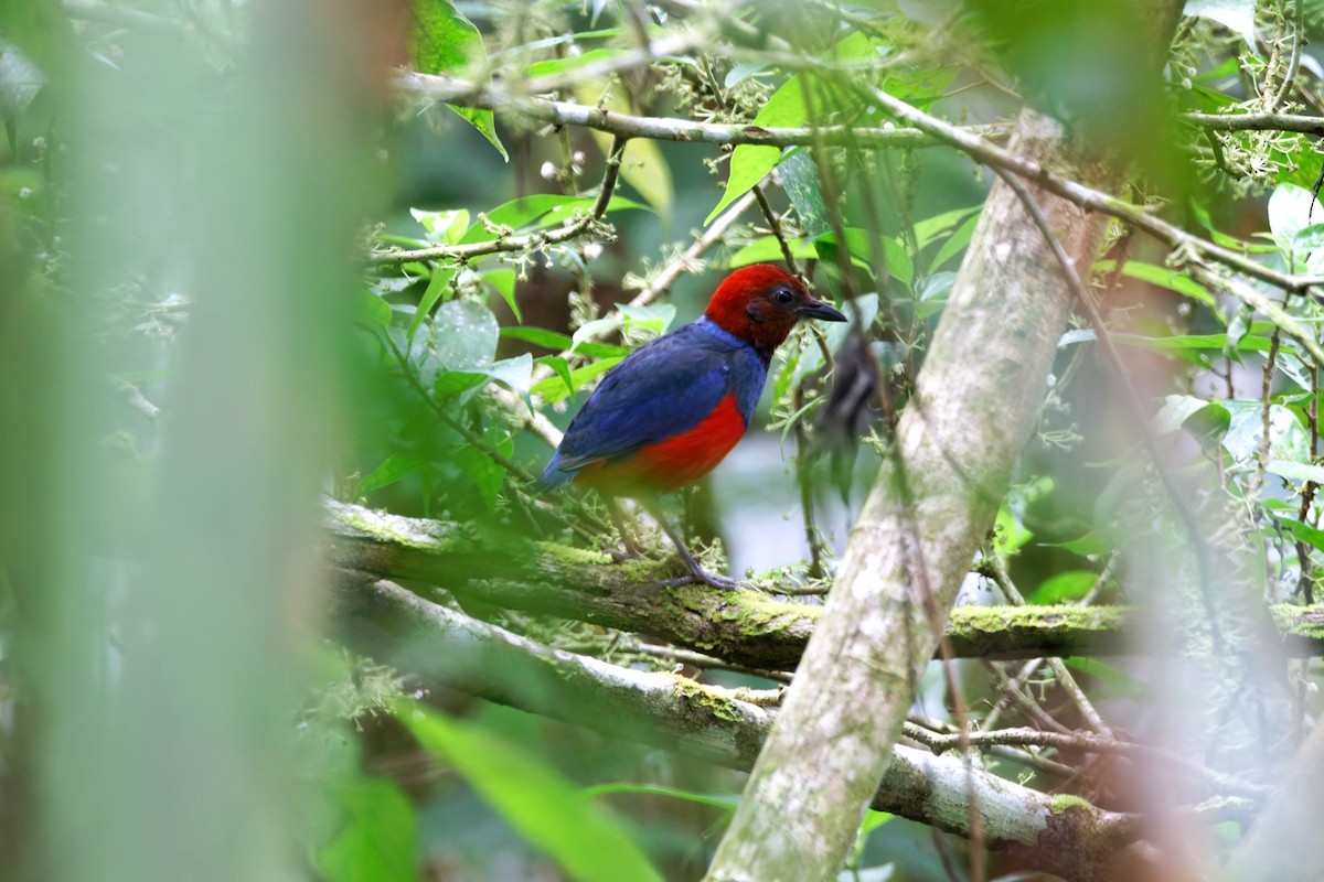 Sulawesi Pitta (Sangihe) - ML643233227