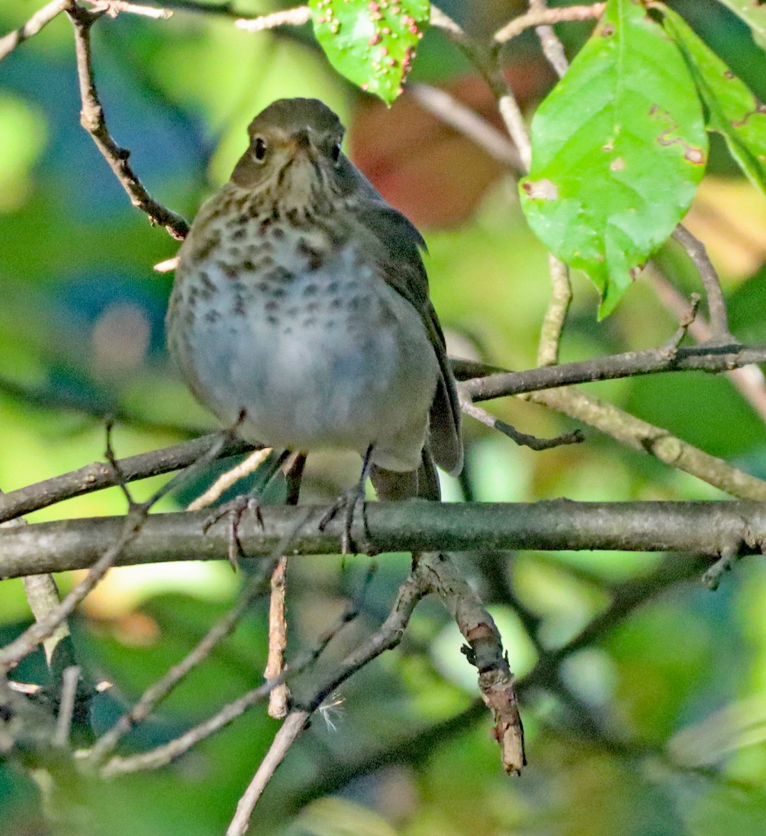 Grive à dos olive - ML643233230