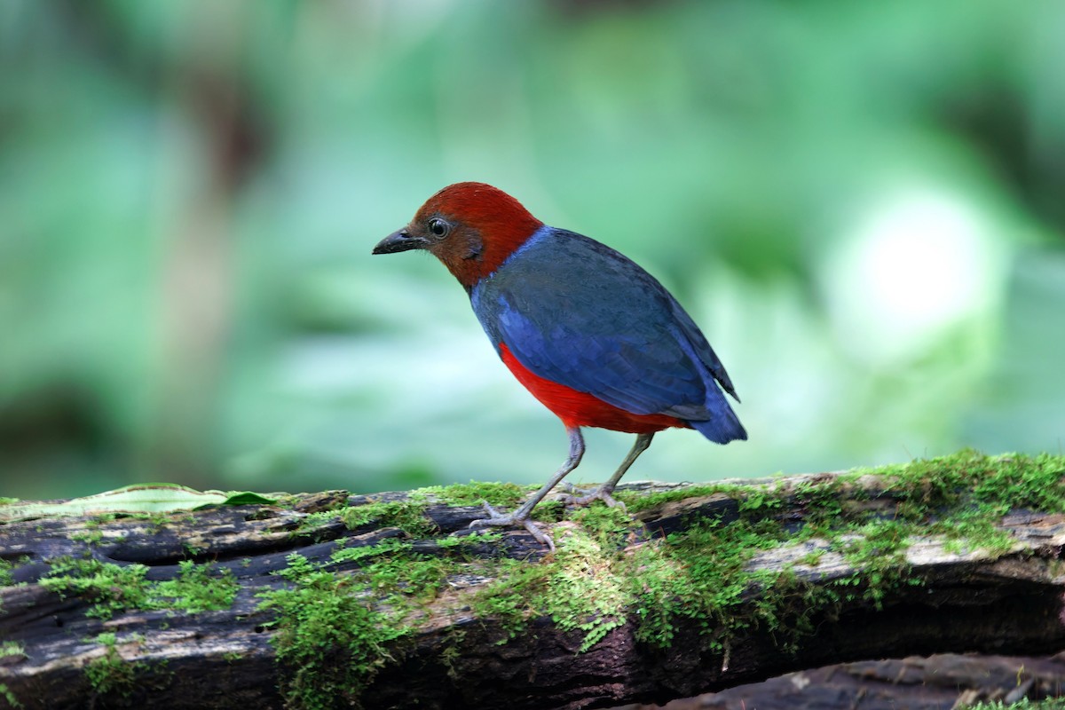 Sulawesi Pitta (Sangihe) - ML643233233