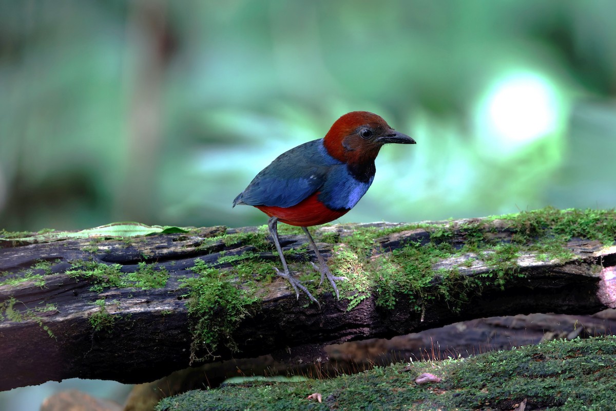 Sulawesi Pitta (Sangihe) - ML643233235