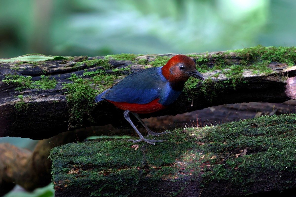 Sulawesi Pitta (Sangihe) - ML643233236