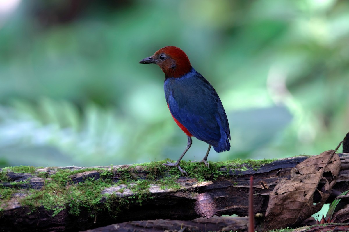 Sulawesi Pitta (Sangihe) - ML643233238