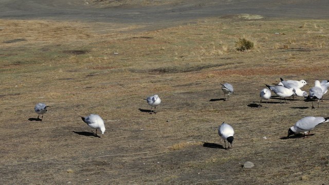 Andean Goose - ML643233255