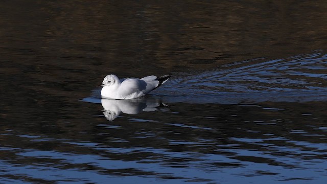 Andean Goose - ML643233259
