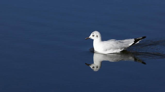 Andean Goose - ML643233260