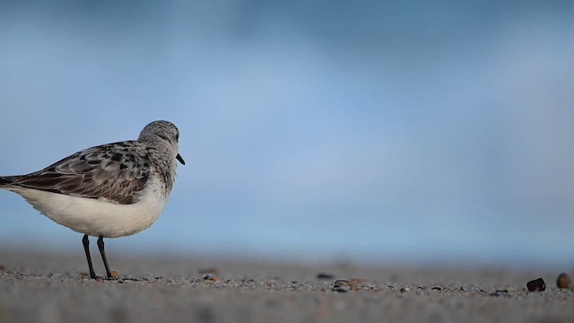 חופית לבנה - ML643233278