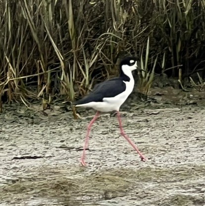 Black-necked Stilt - ML643233283
