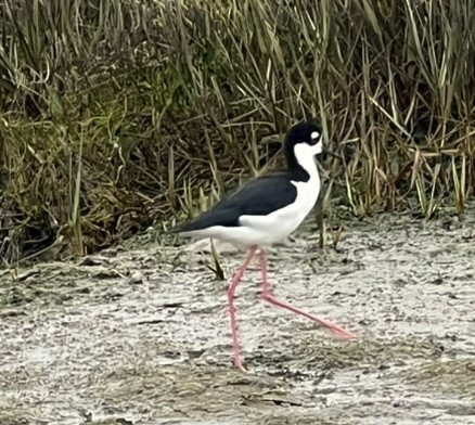 Black-necked Stilt - ML643233284
