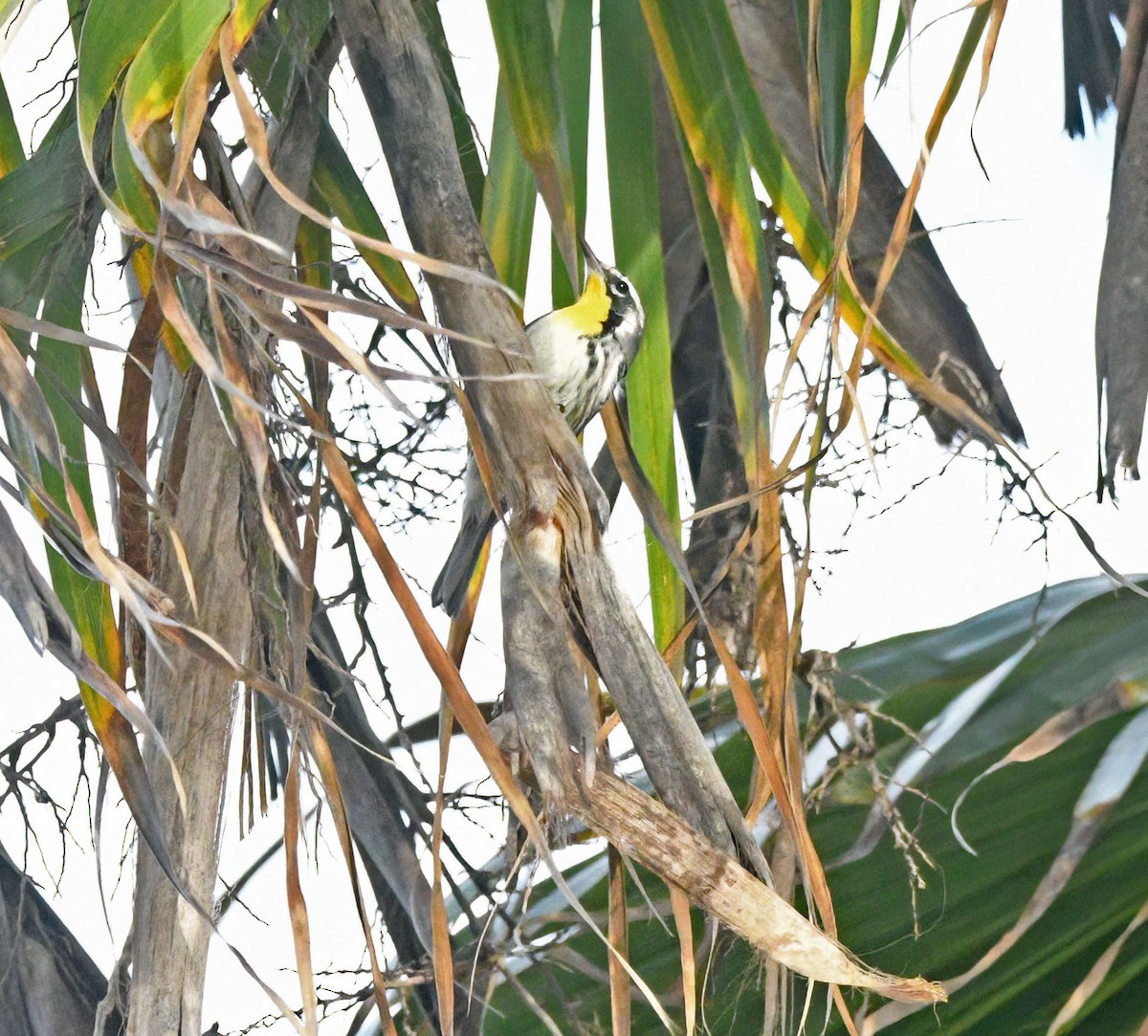 Yellow-throated Warbler - ML643233287