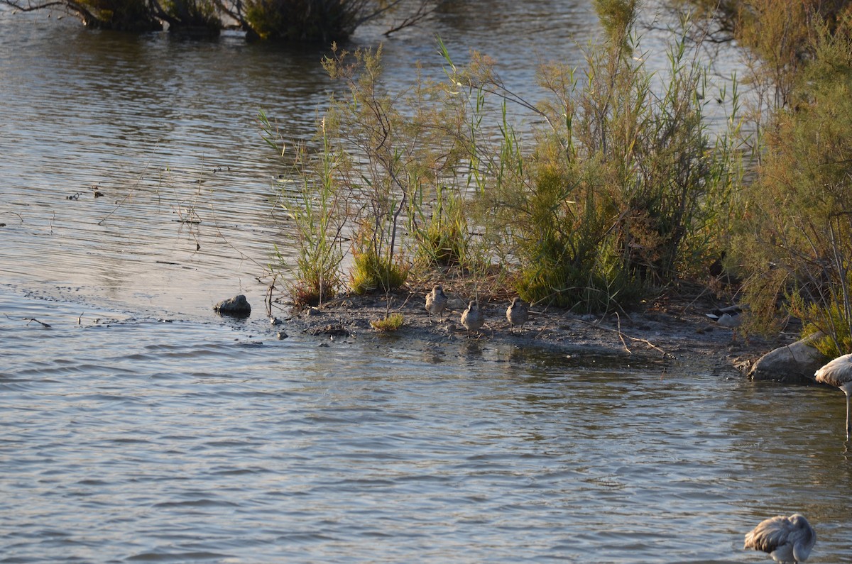 Marbled Duck - ML643233297