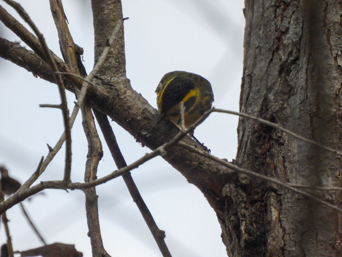 Townsend's Warbler - ML643233315
