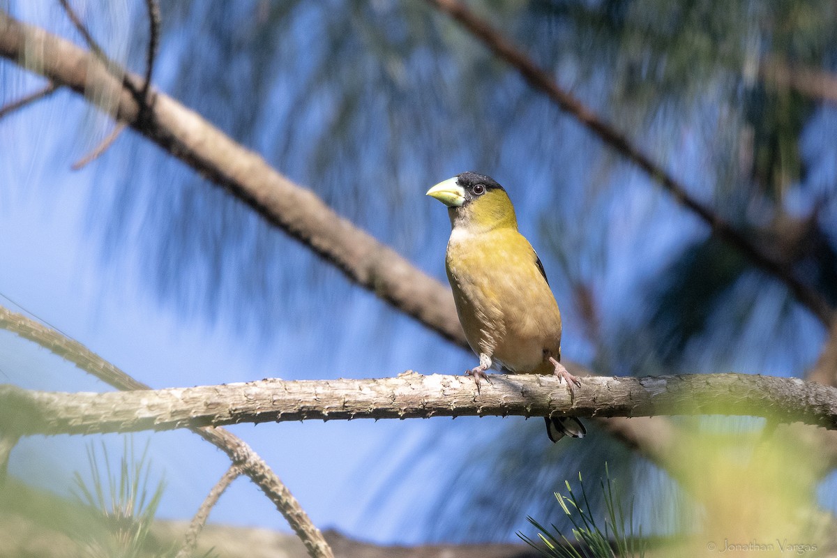 Hooded Grosbeak - ML643233319