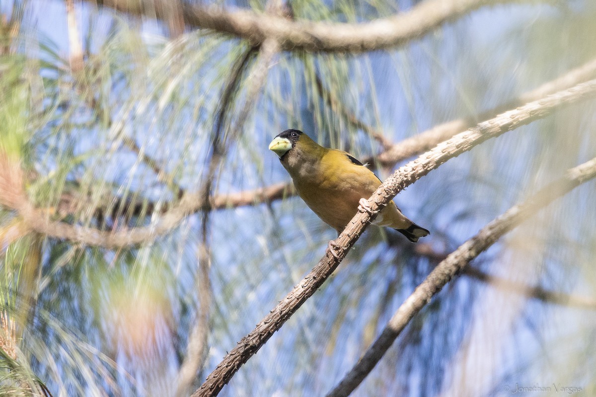 Hooded Grosbeak - ML643233320